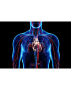 Circulatory System